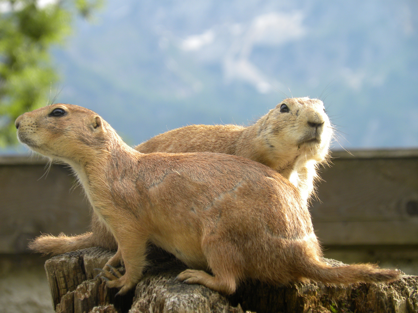 zoo salzburg