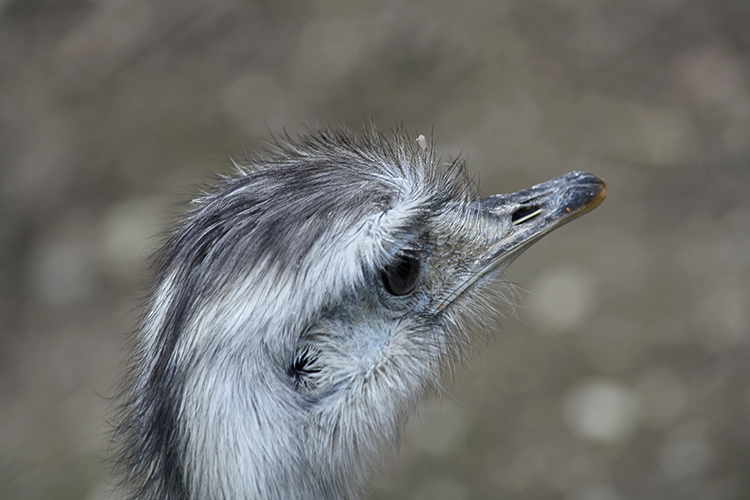 Zoo Salzburg 1