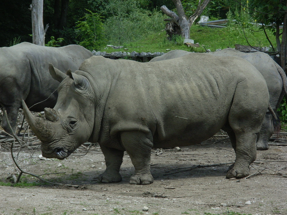 Zoo Salzburg