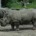 Zoo Salzburg