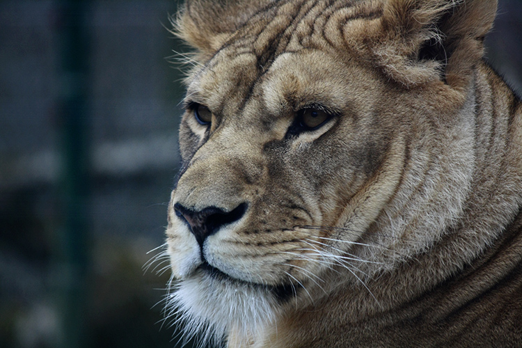 Zoo Salzburg 2