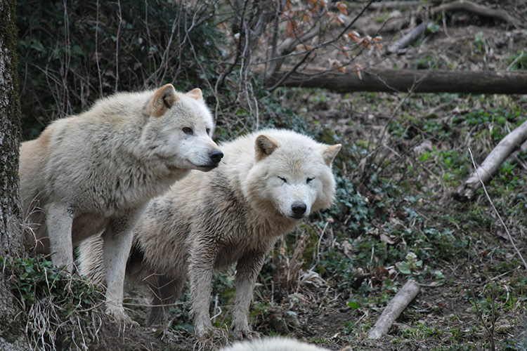 Zoo Salzburg 4