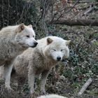 Zoo Salzburg 4