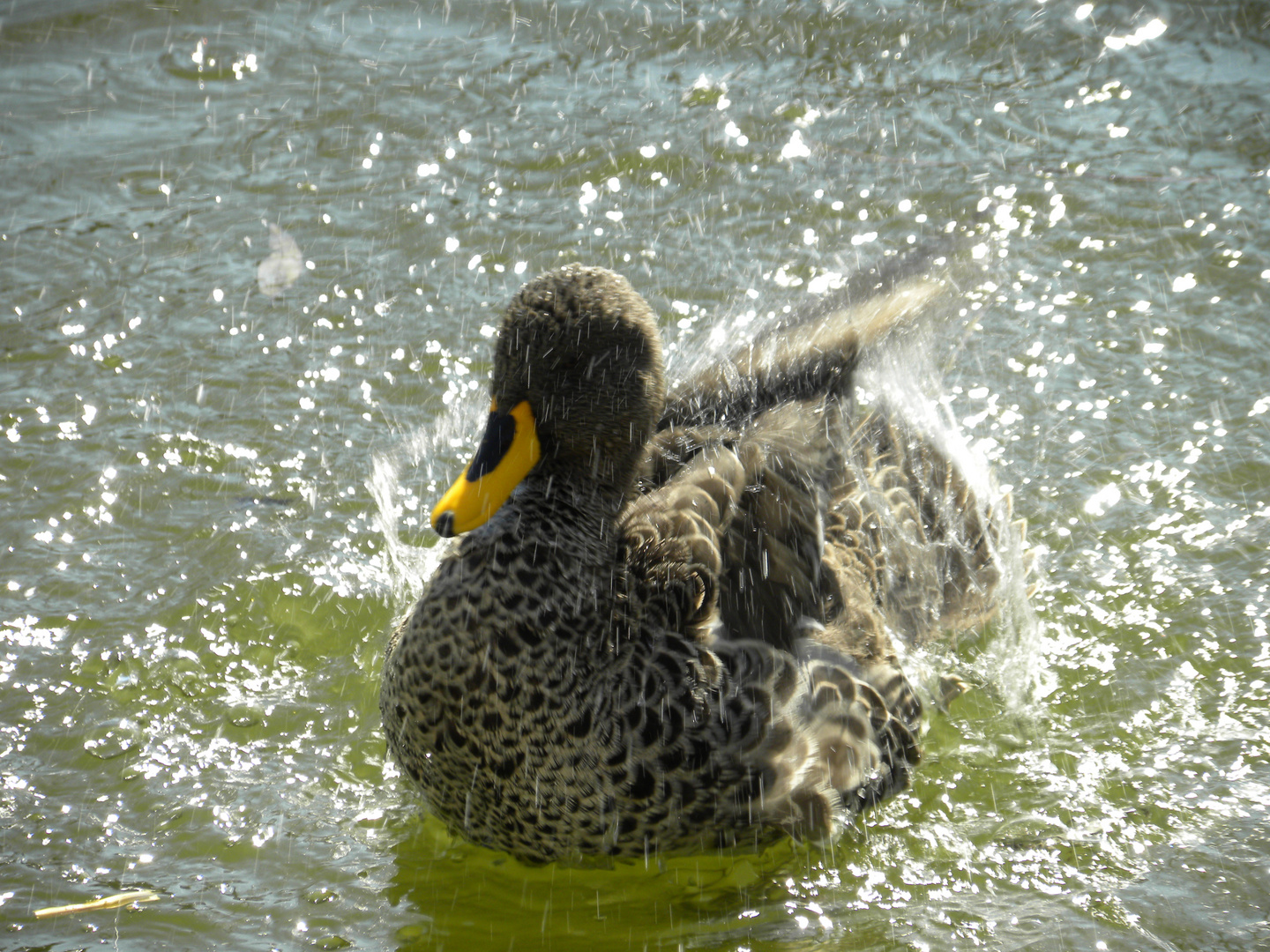 zoo salzburg