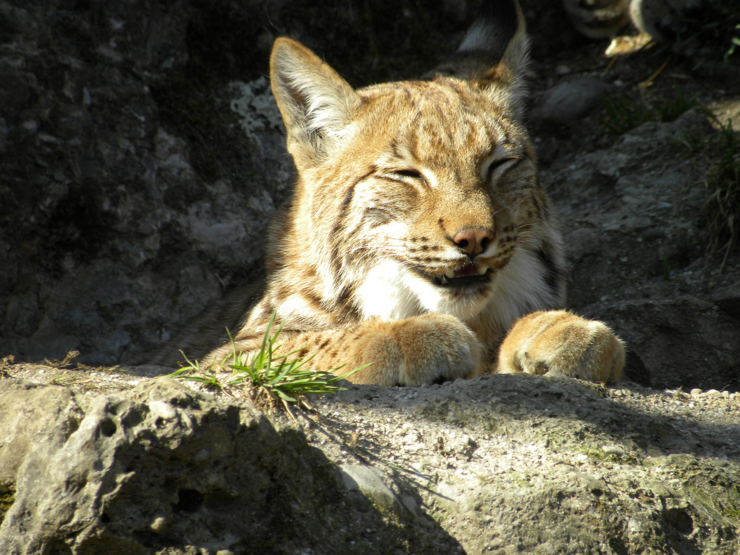 zoo salzburg