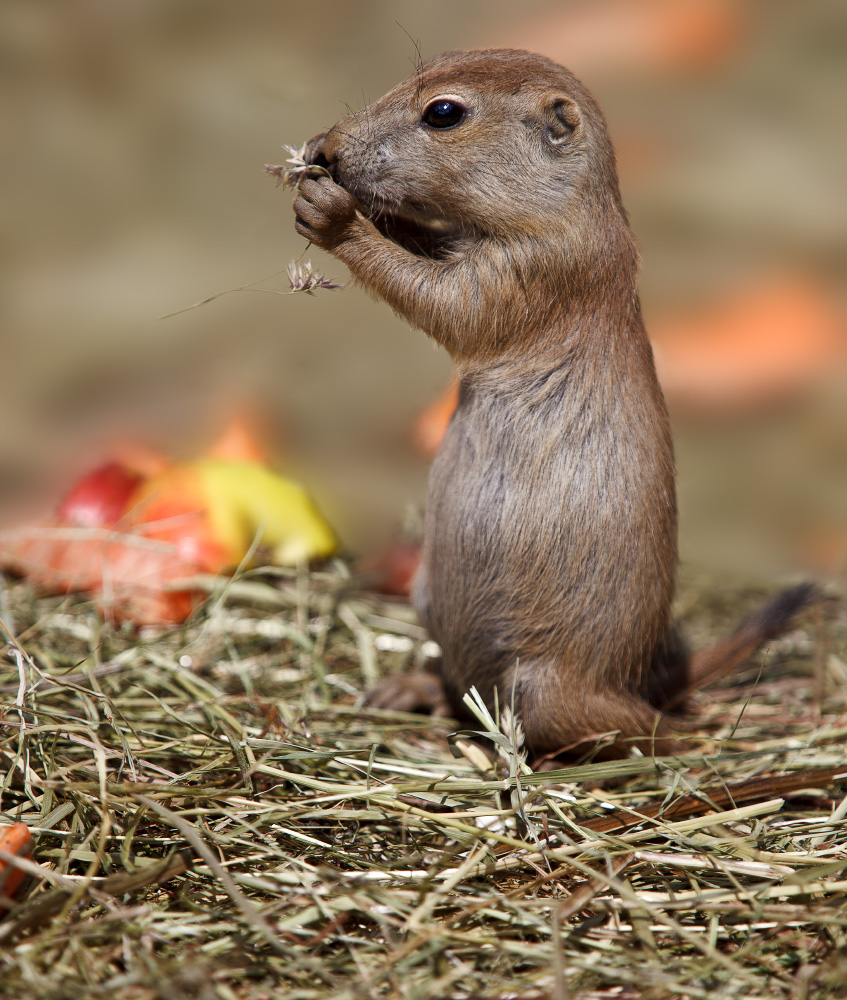 ZOO Salzburg ... Schwarzschwanz-Präriehund, Jungtier (Cynomys ludovicianus)