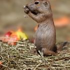 ZOO Salzburg ... Schwarzschwanz-Präriehund, Jungtier (Cynomys ludovicianus)