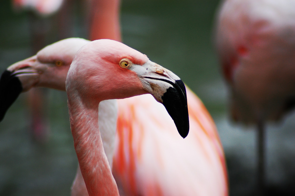 Zoo Sbg.Hellbrunn