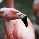 Zoo Sbg.Hellbrunn