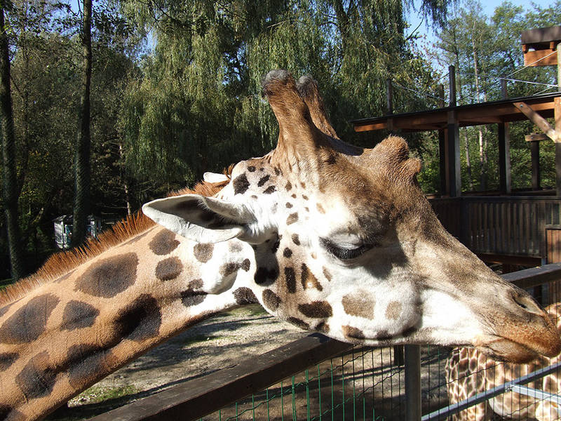 Zoo Schmiding bei Wels