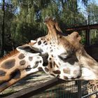 Zoo Schmiding bei Wels