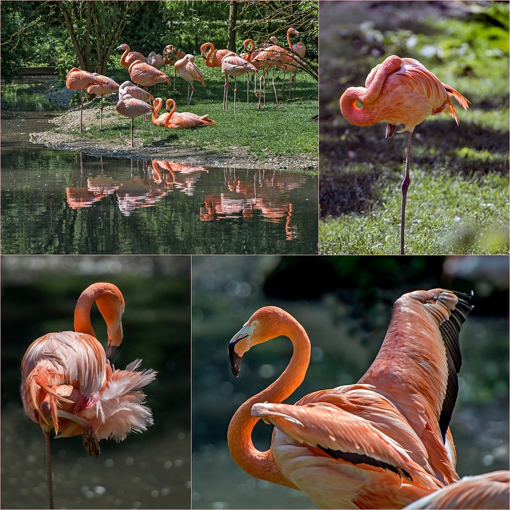 Zoo Schmiding/OÖ