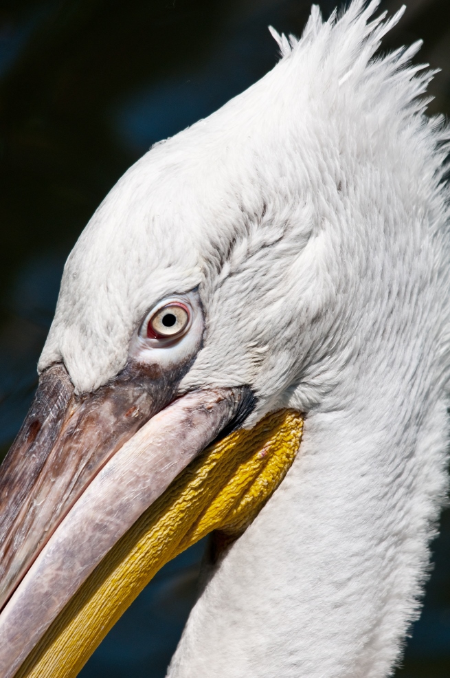 Zoo-Schönbrunn