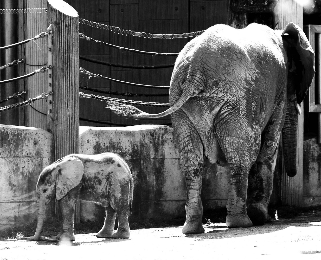 zoo schönbrunn