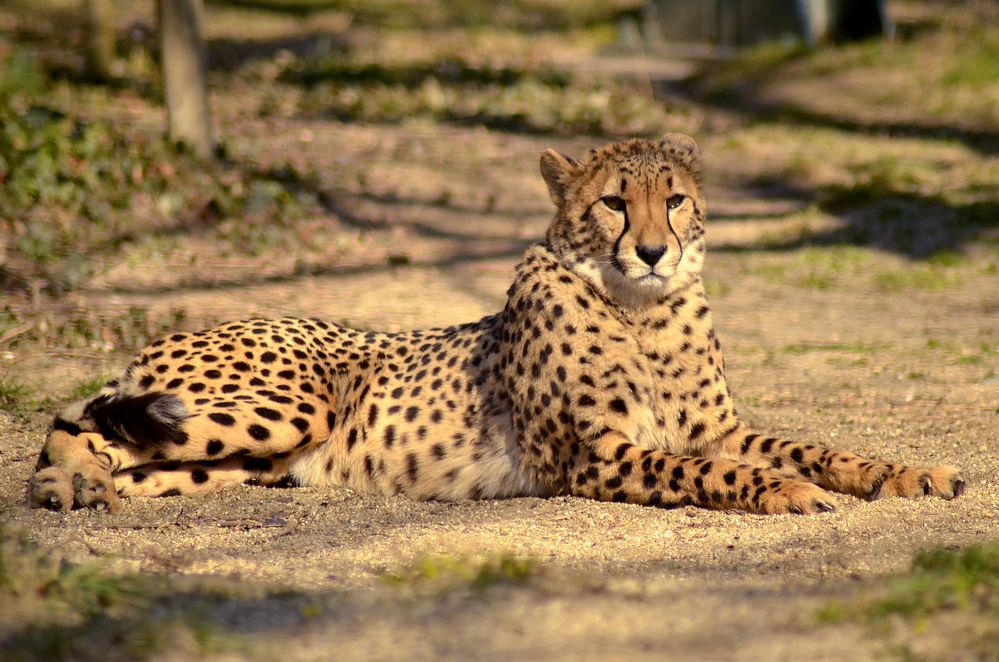 zoo schönbrunn