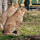 Zoo Schönbrunn