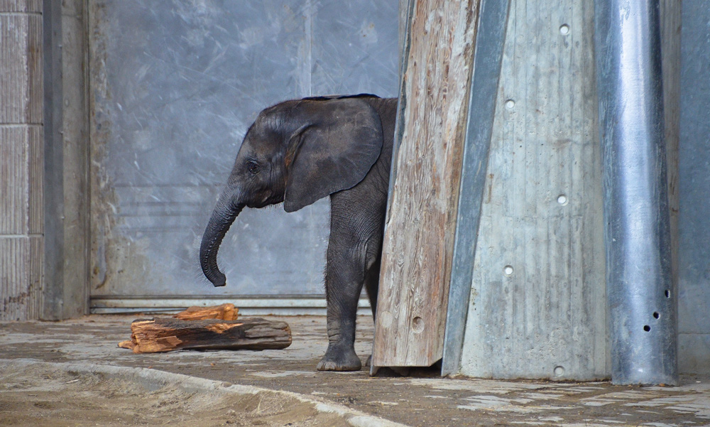 Zoo Schönbrunn in Wien