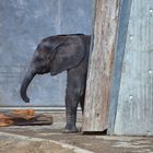 Zoo Schönbrunn in Wien