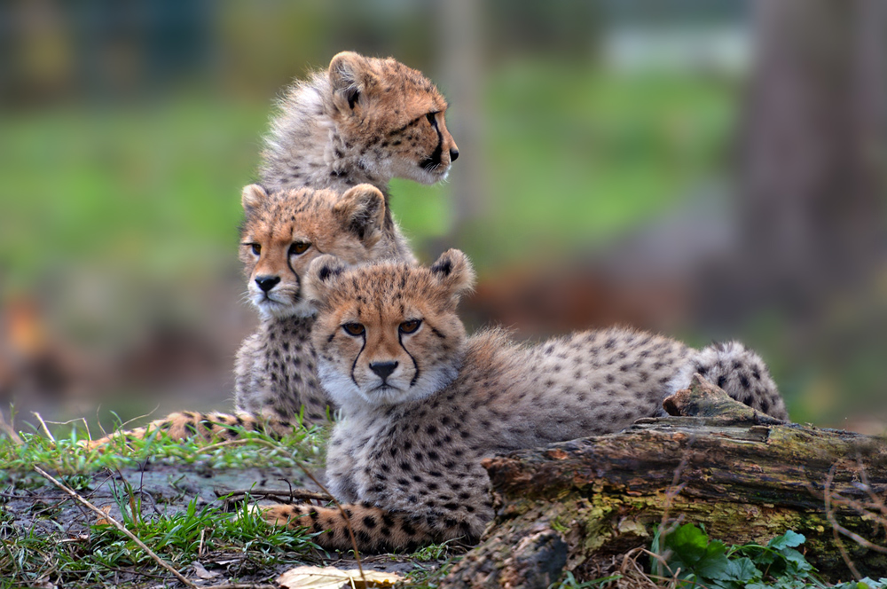 ZOO-Schönbrunn Wien