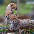 ZOO-Schönbrunn Wien