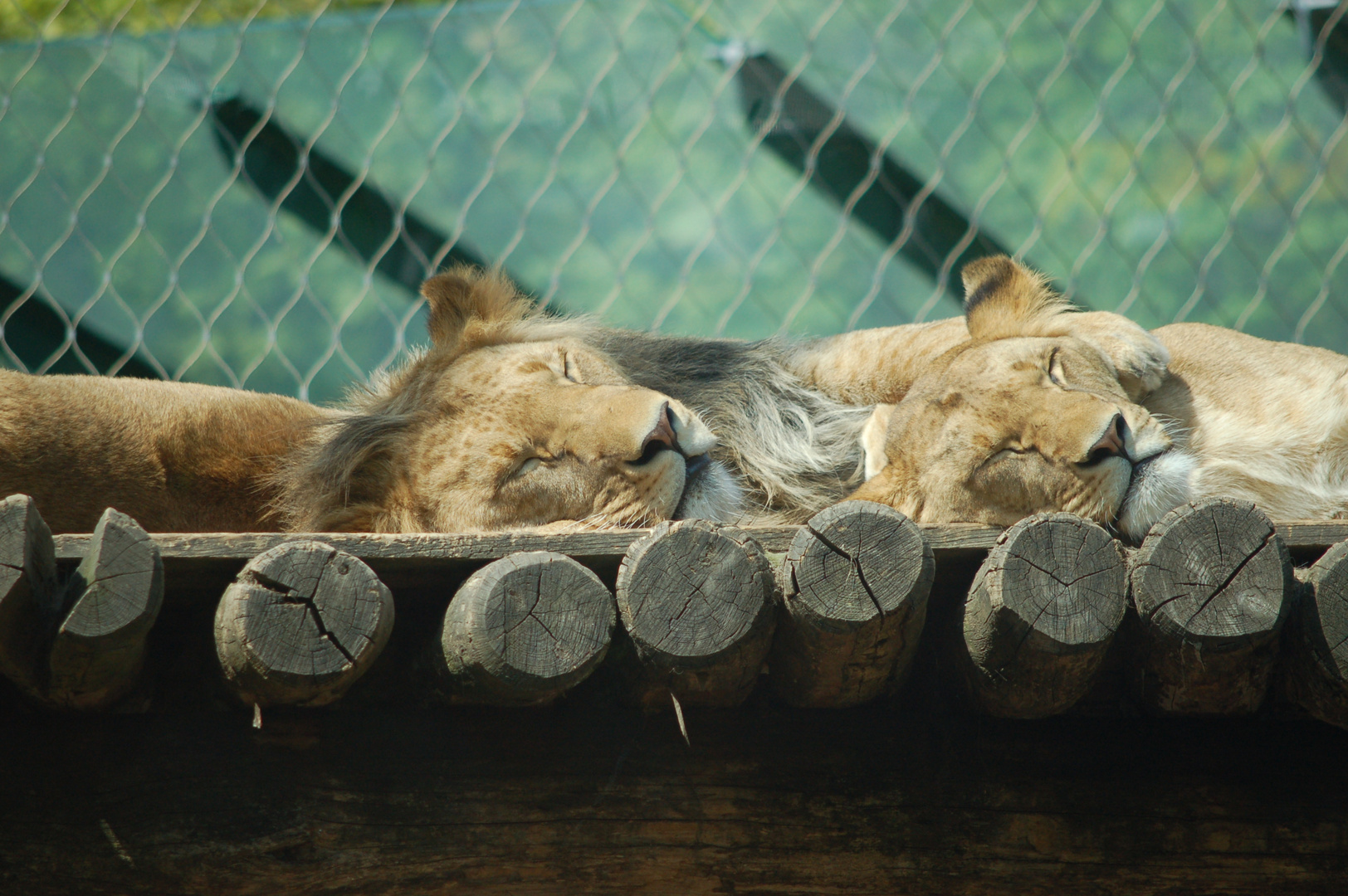 Zoo Schönbrunn035