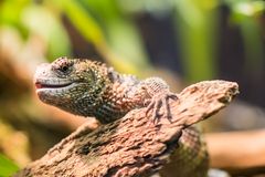 Zoo Schönbrunn_2