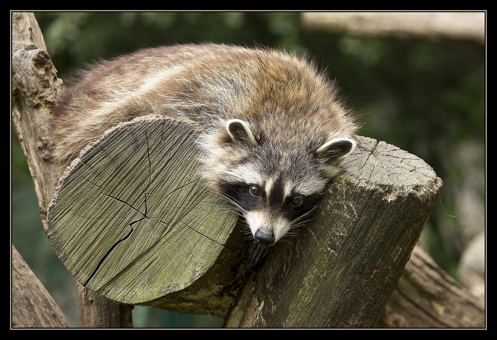 Zoo Schwerin 5