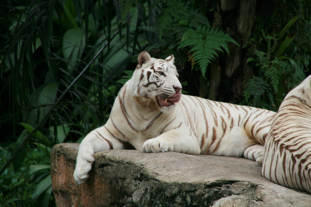 Zoo Singapour