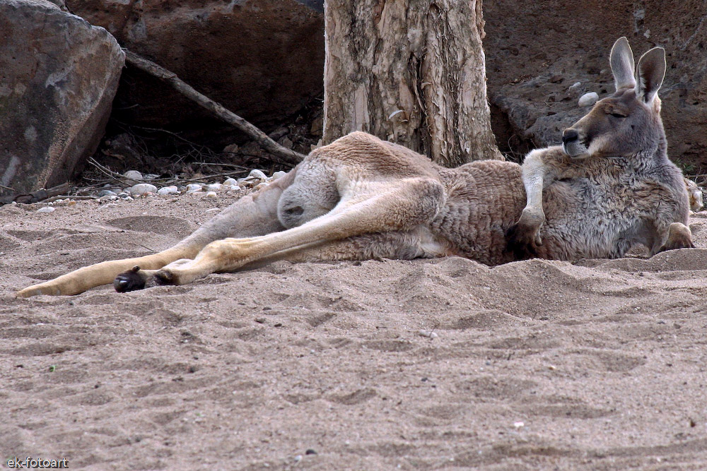 Zoo Sydney ... kein Interesse..