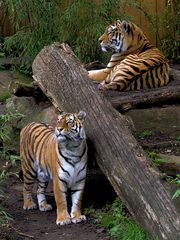 Zoo-Tiger