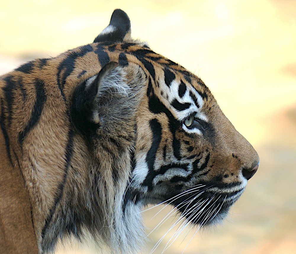 Zoo Ueno 2