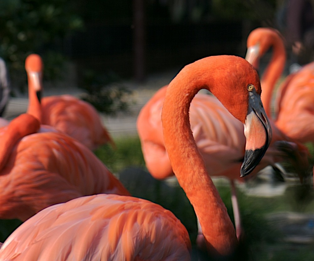 Zoo Ueno 4