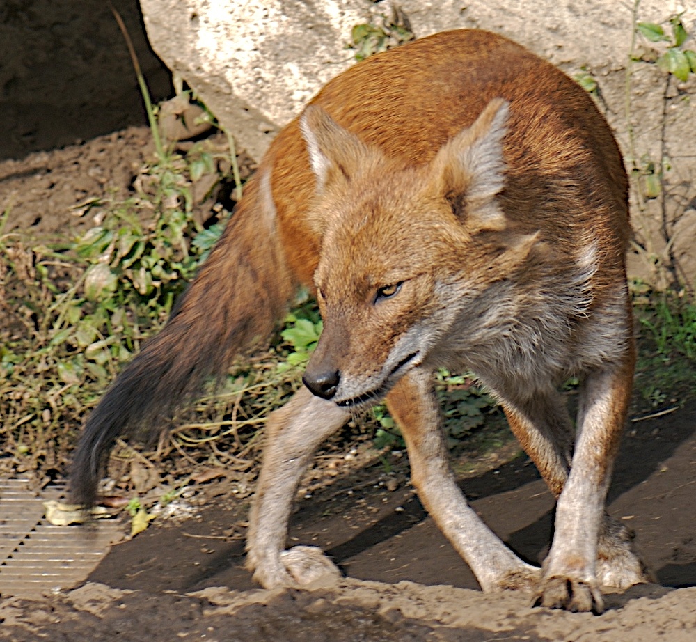 Zoo Ueno 7