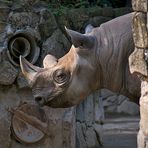 Zoo Ueno 9