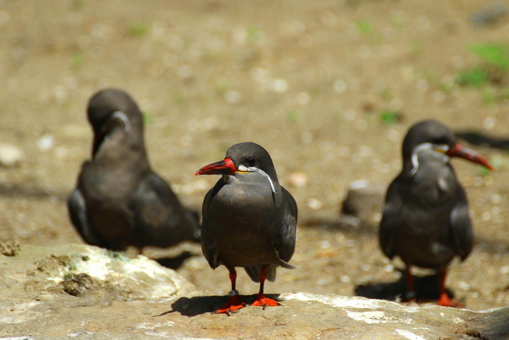 Zoo Vögel