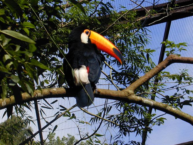 Zoo: Vogelgehege am Rande der Grenzstadt Foz do Brasil