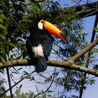 Zoo: Vogelgehege am Rande der Grenzstadt Foz do Brasil