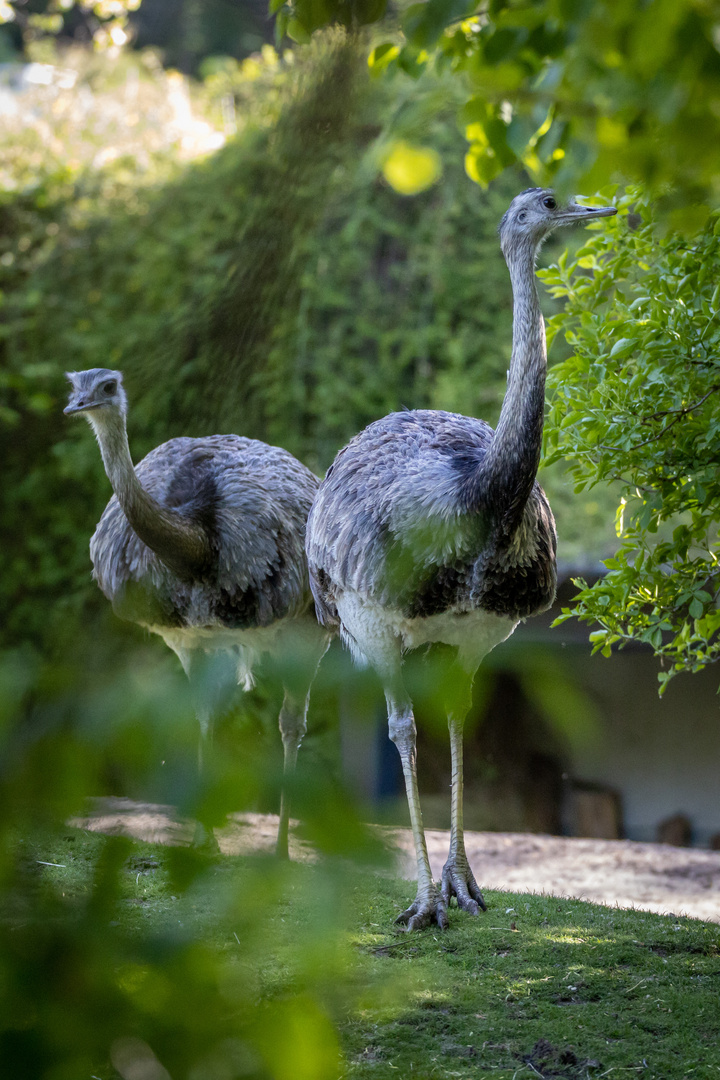 Zoo Wien