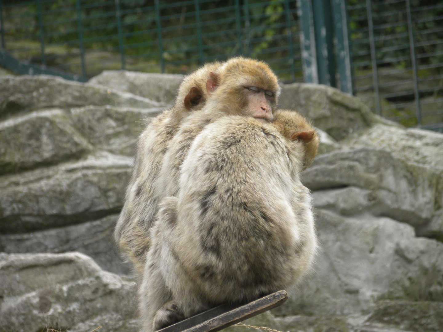 zoo wien