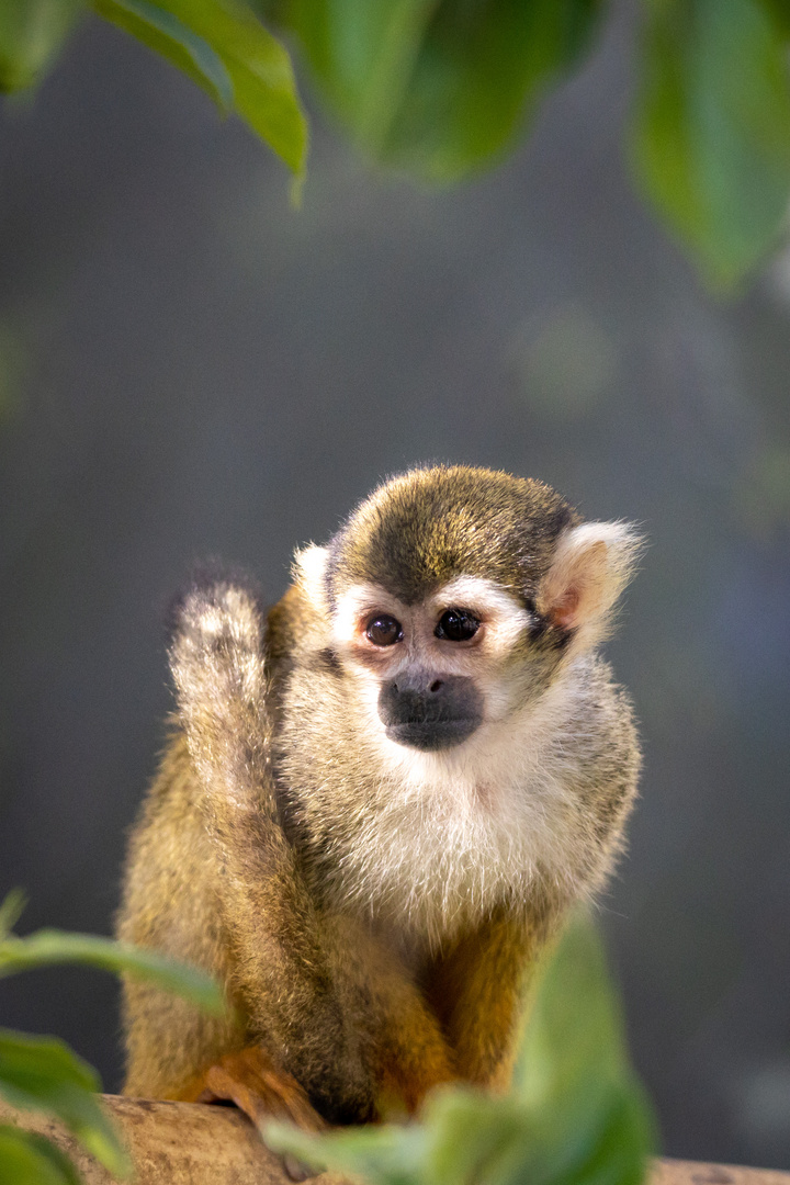 Zoo Wien