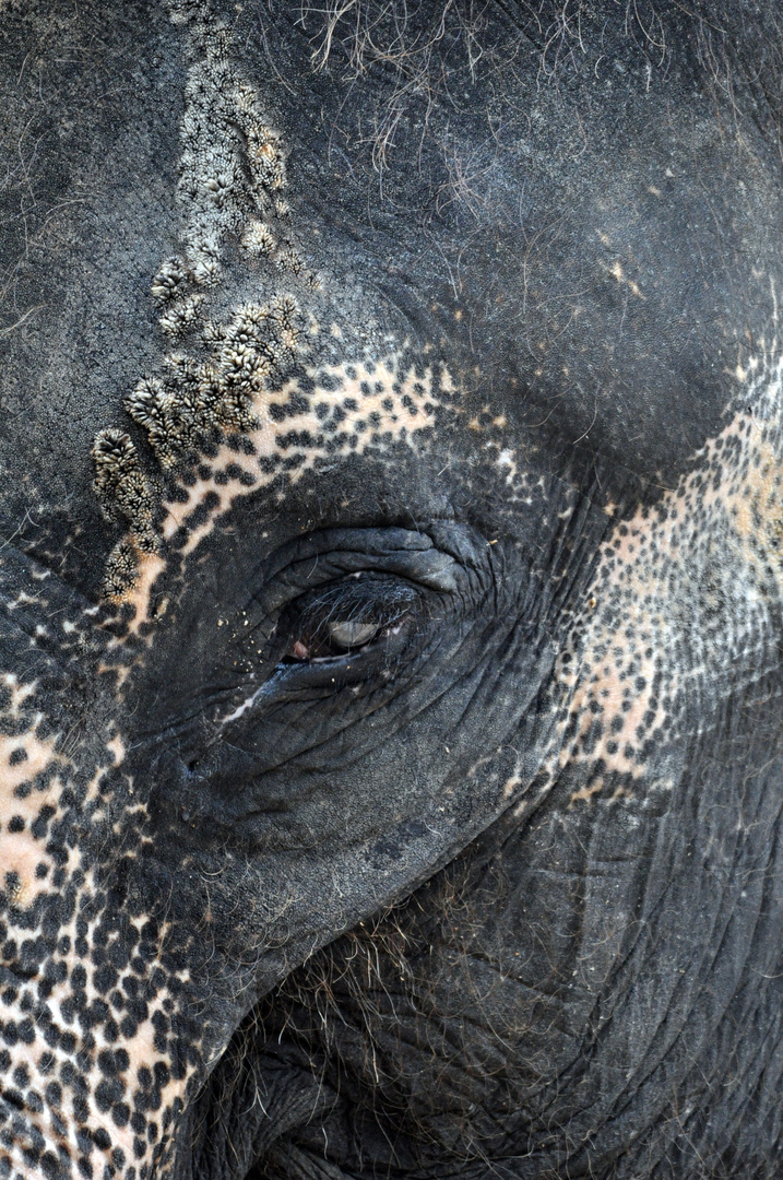 Zoo Wilhelma - Elefant