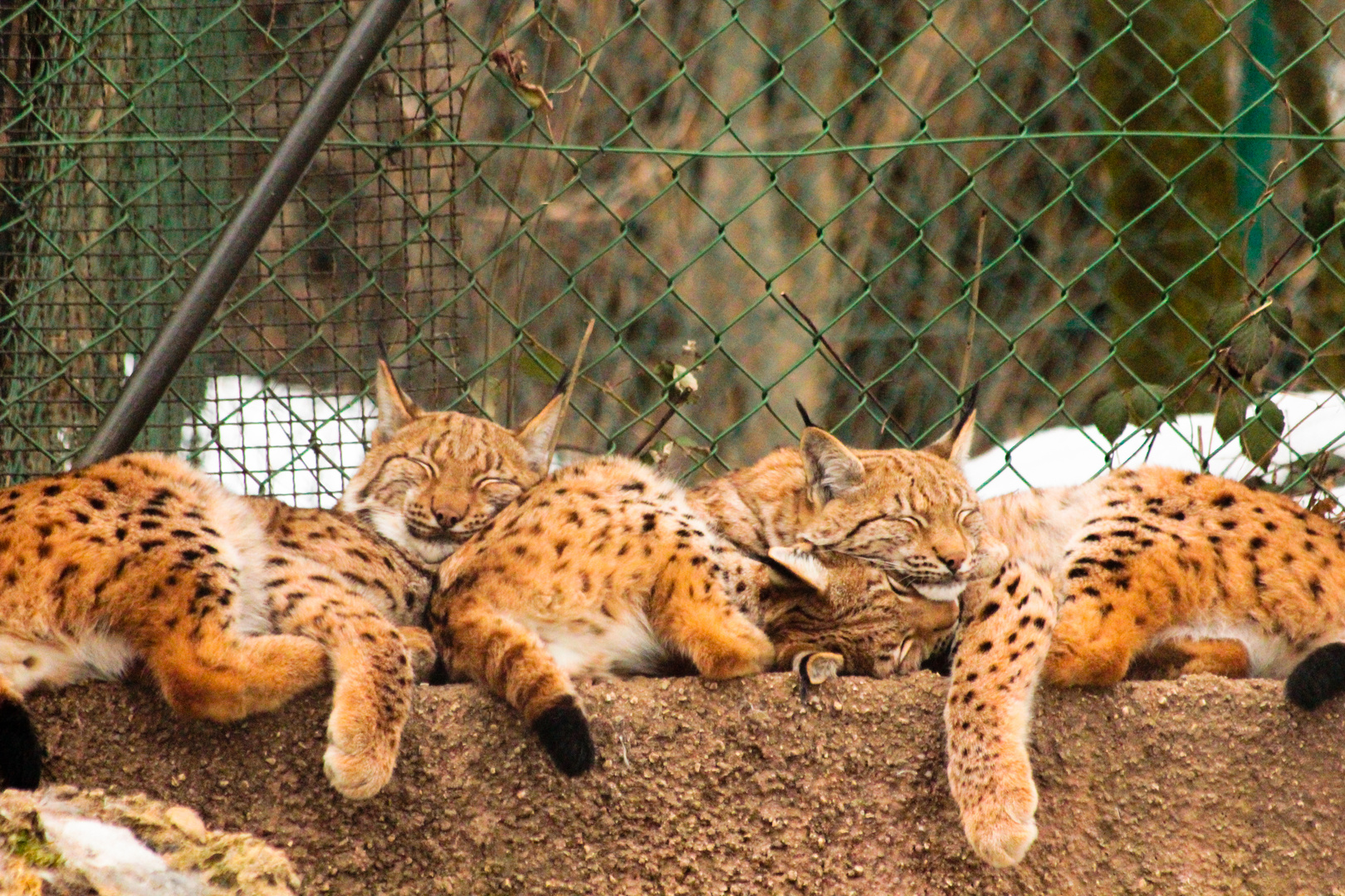 Zoo, Winter und Zuneigung