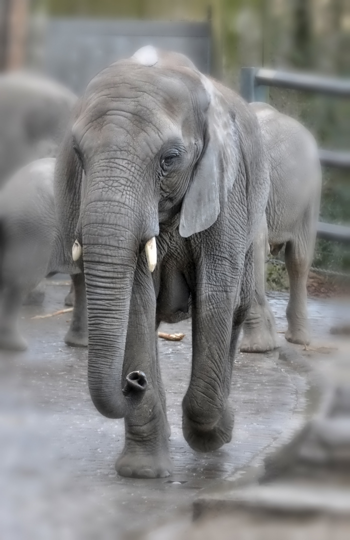 Zoo W'tal [36] - Elefant