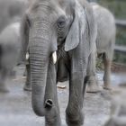 Zoo W'tal [36] - Elefant