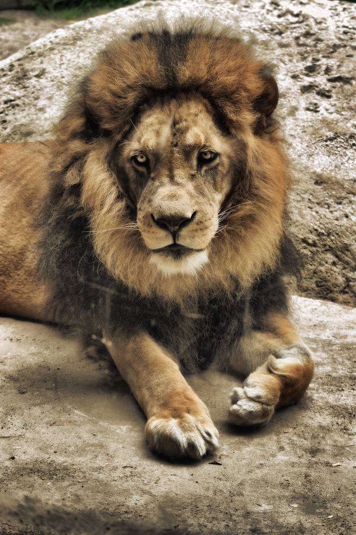 Zoo W'tal [44] Der König der Tiere ...