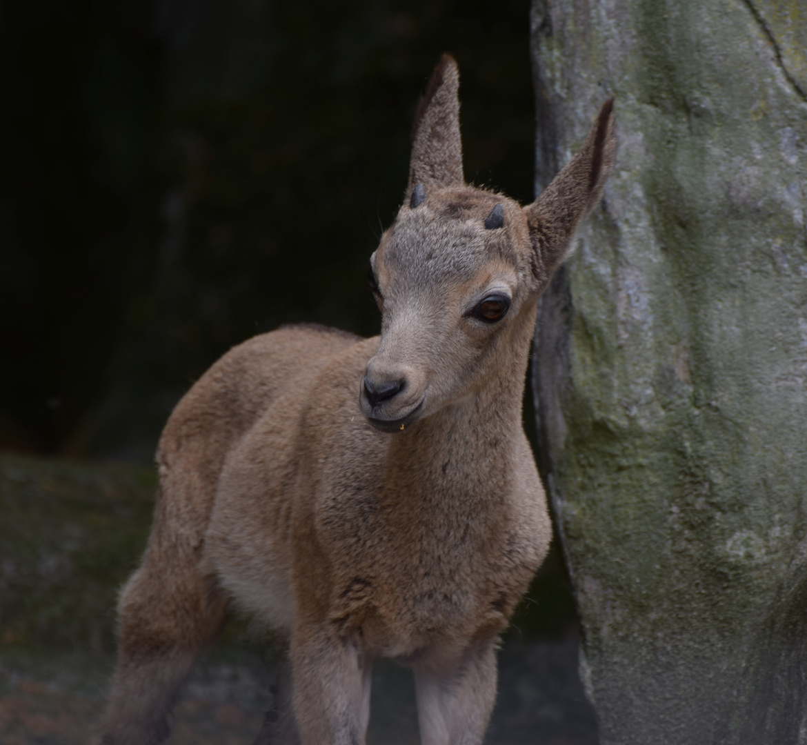 Zoo W'tal [46] Steinbock - Steinböckchen