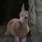 Zoo W'tal [46] Steinbock - Steinböckchen