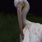 Zoo W'tal [47] Pelikan
