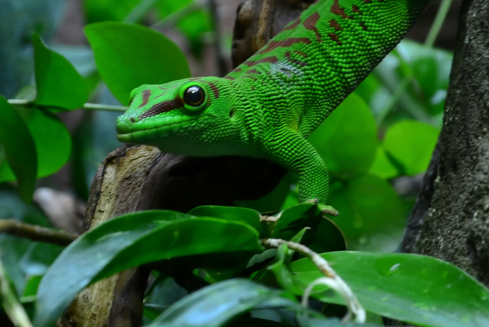 Zoo W'tal [50] Gecko 