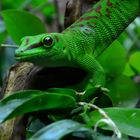 Zoo W'tal [50] Gecko 